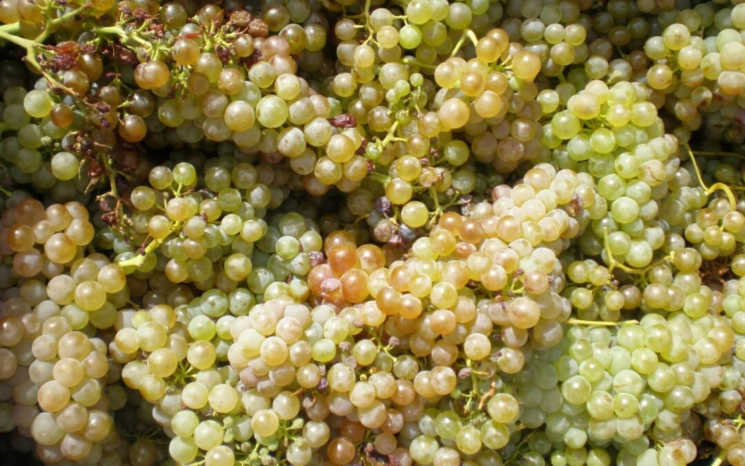 Private Mediterranean Wine Tour from Carcassonne or Narbonne | Discover La Clape