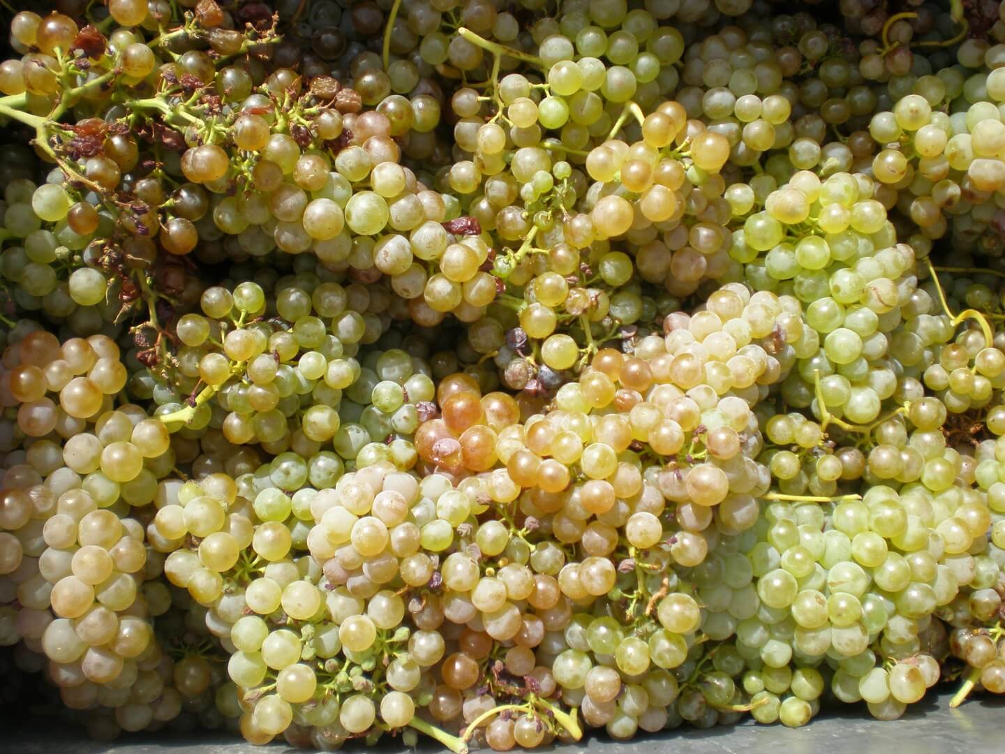 Private Mediterranean Wine Tour from Carcassonne or Narbonne | Discover La Clape